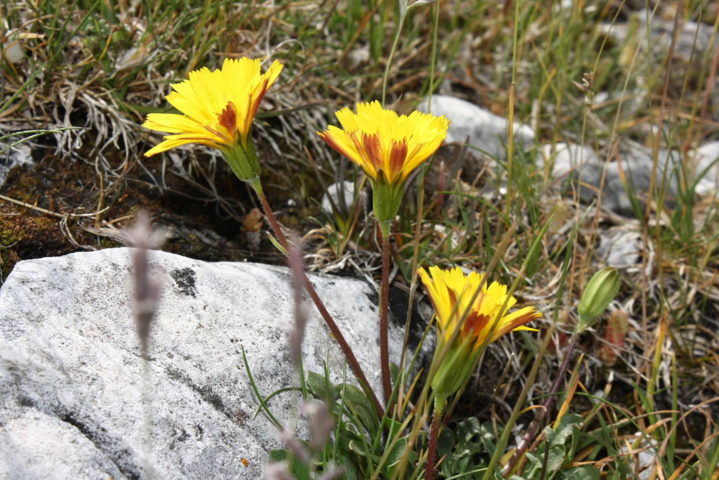 Robertia taraxacoides